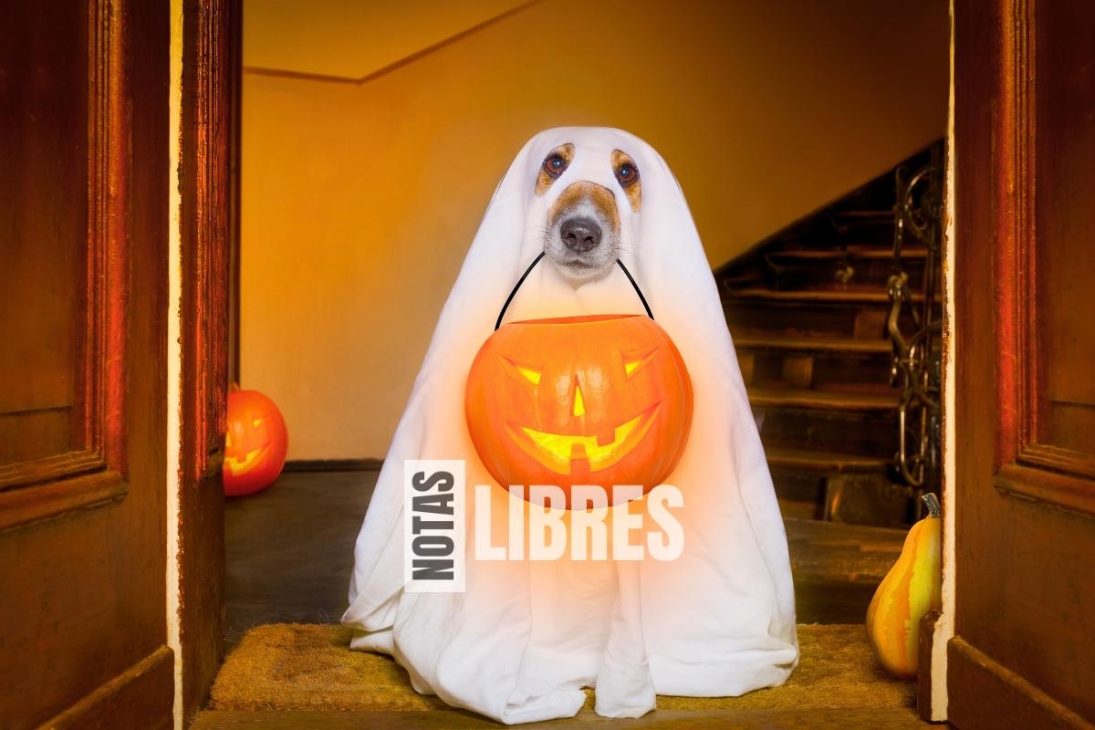 mejores disfraces para perros
