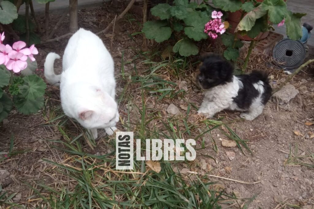 ¿Cómo jugar con tu cachorro de 2 meses? 2 Perrito conviviendo con gato