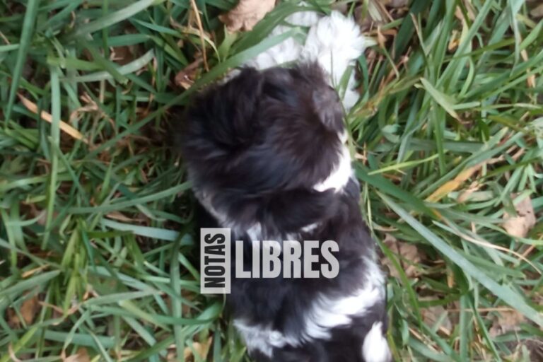 cómo jugar con tu cachorro